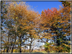 foto Alle pendici del Monte Grappa in Autunno